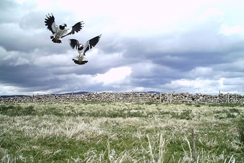 lapwings 