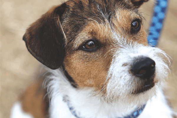 a very cute terrier looking at the camera