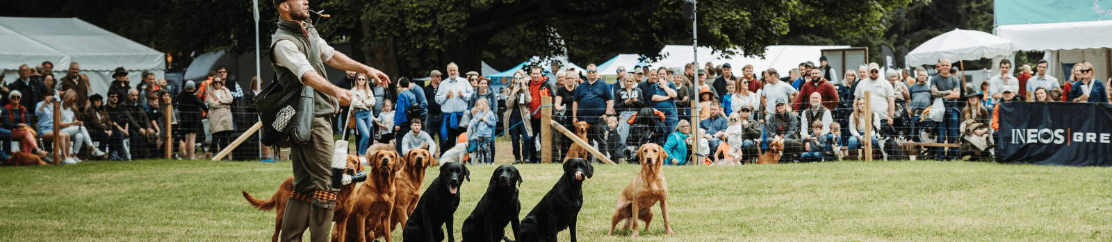 Gundogs in Main Arena