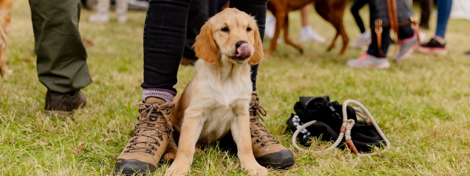 Golden retriever puppy 