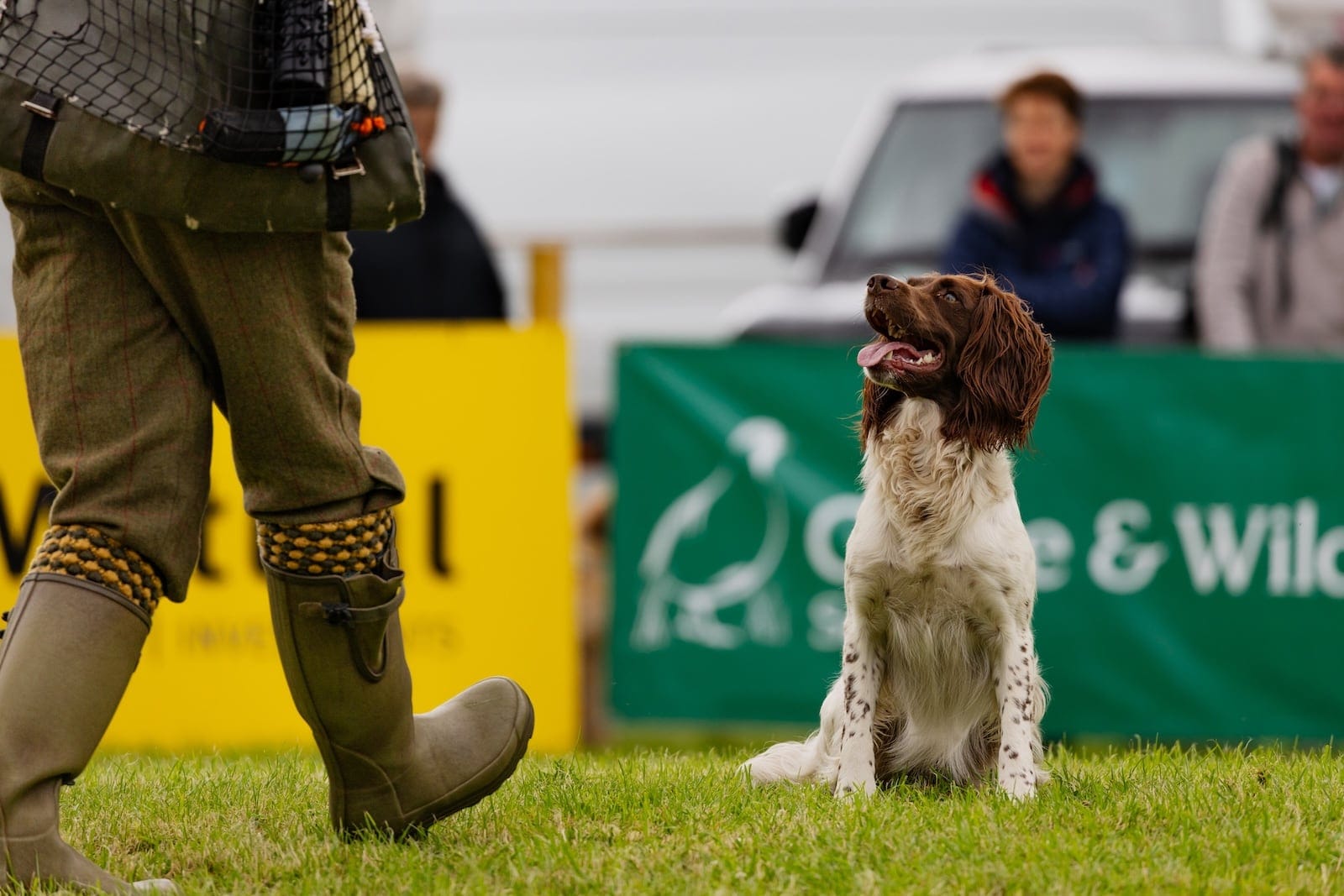 A working cocker spaniel at The Scottish Game Fair