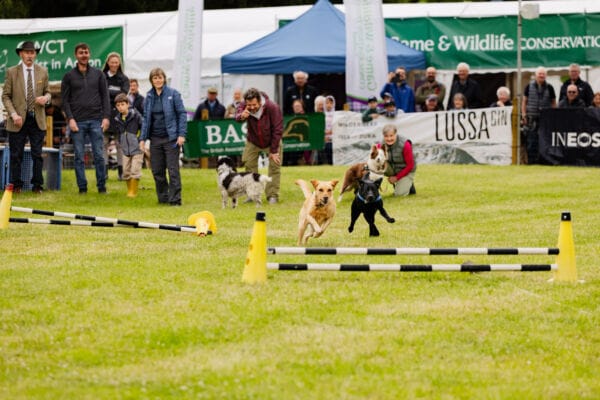 Terrier Racing at the main arena and people watching