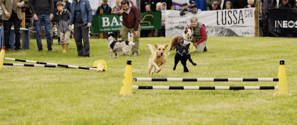 Dogs taking part in Terrier Racing at the Scottish Game Fair