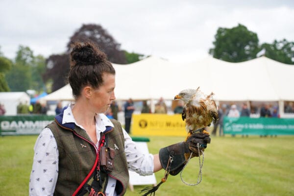 Elite Falconry in the Main Arena