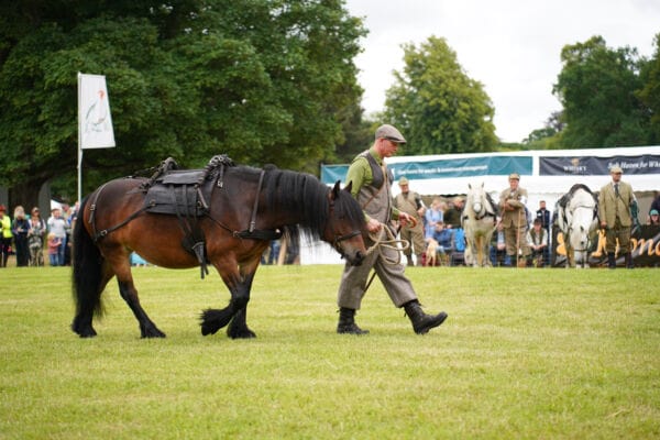 Working Hill Pony with a man leading