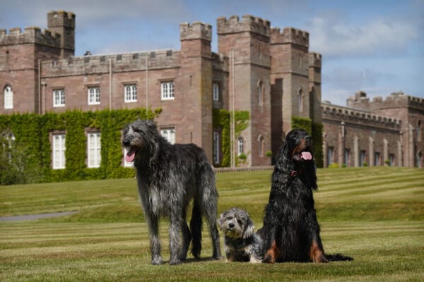 3 Rare Native Breeds of Scotland in front of Scone Palace