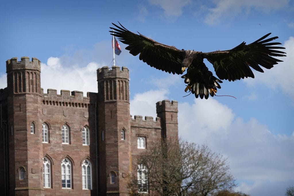Elite Falconry flying over a castle