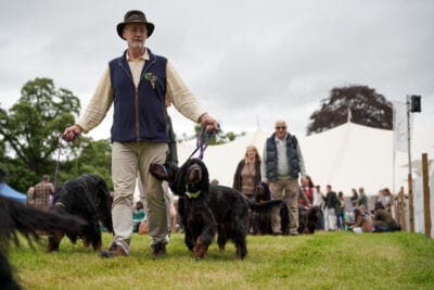 Scottish Rare Native Breeds - Gordon Setter